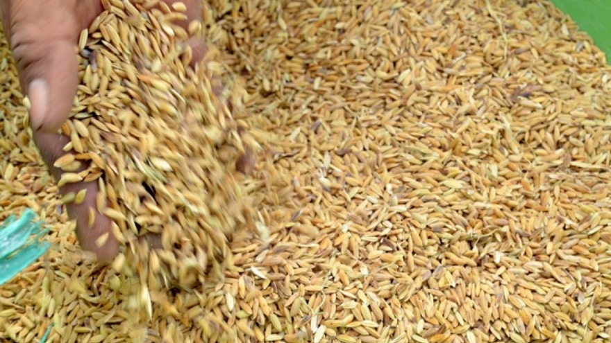 Xuất cấp gần 2,5 nghìn tấn hạt giống hỗ trợ Thừa Thiên Huế và Quảng Trị